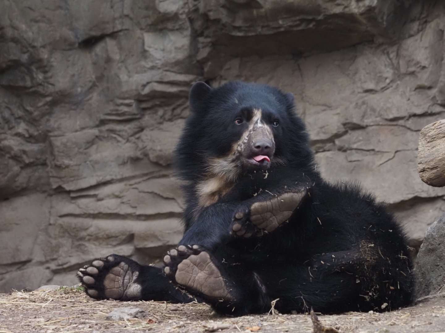 Spectacled Bear 3