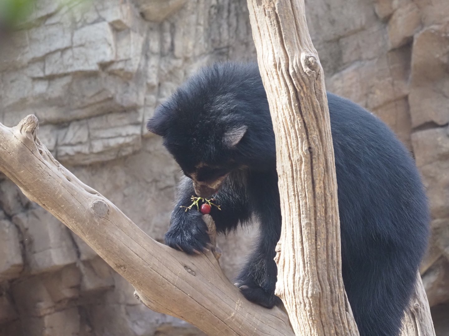 Spectacled Bear 4