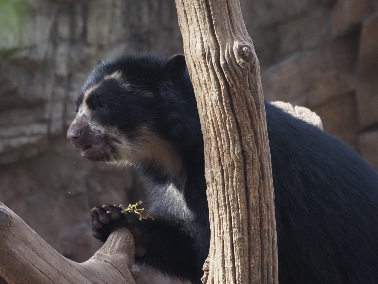 Spectacled Bear 5