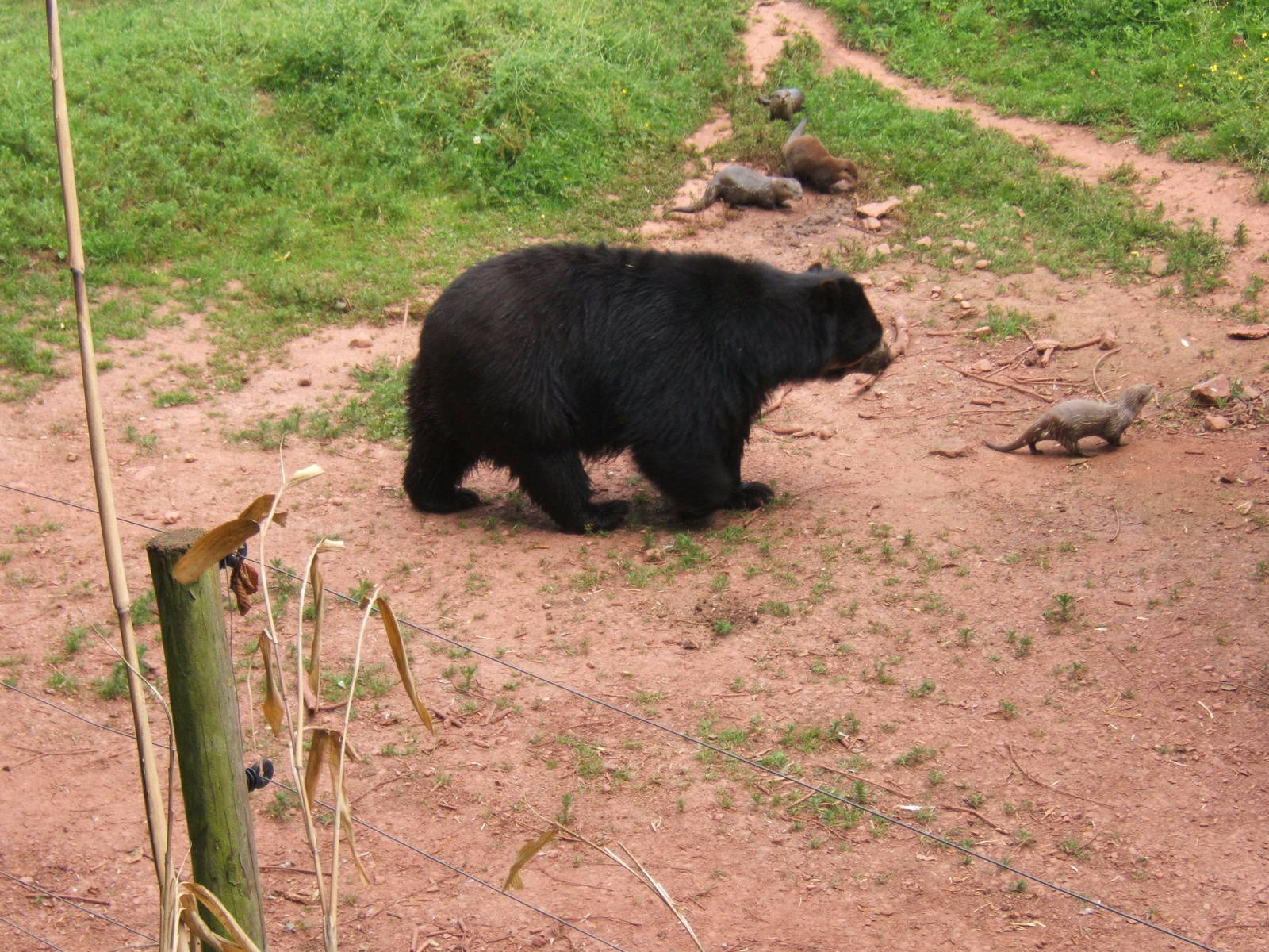 Spectacled Bear and Asian Short-clawed Otter