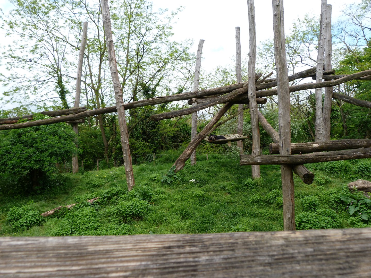 Spectacled bear and Bolivian squirrel monkey exhibit -Bioparc de Doué la Fontaine (2025)