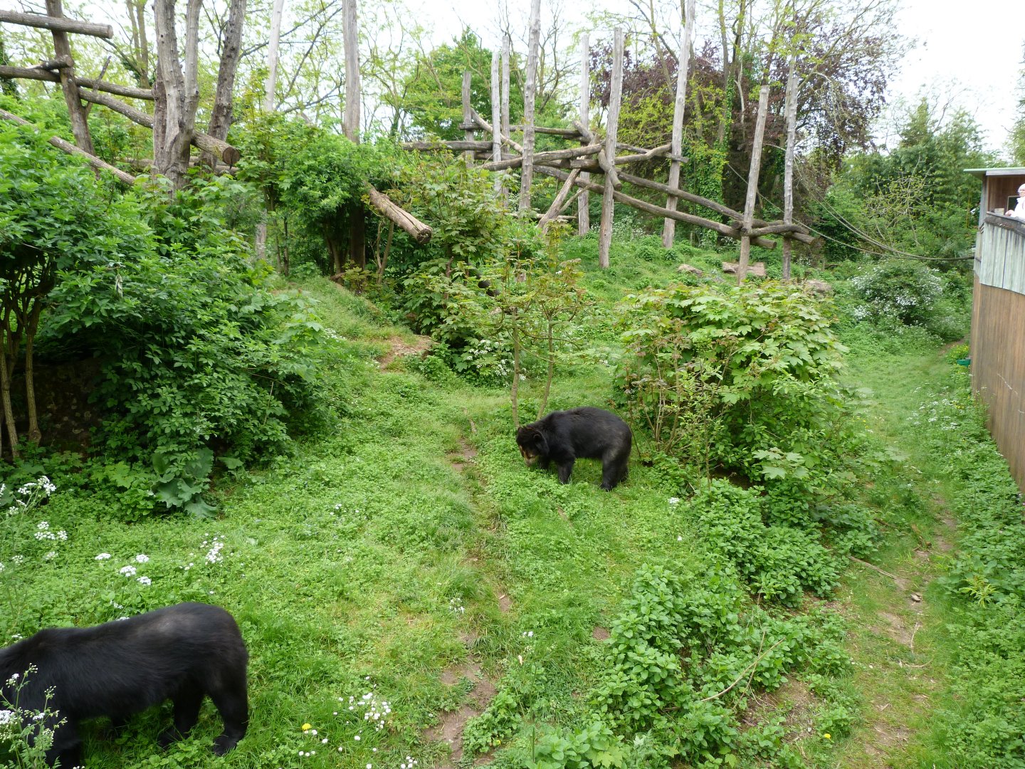 Spectacled bear and Bolivian squirrel monkey exhibit -Bioparc de Doué la Fontaine (2025)
