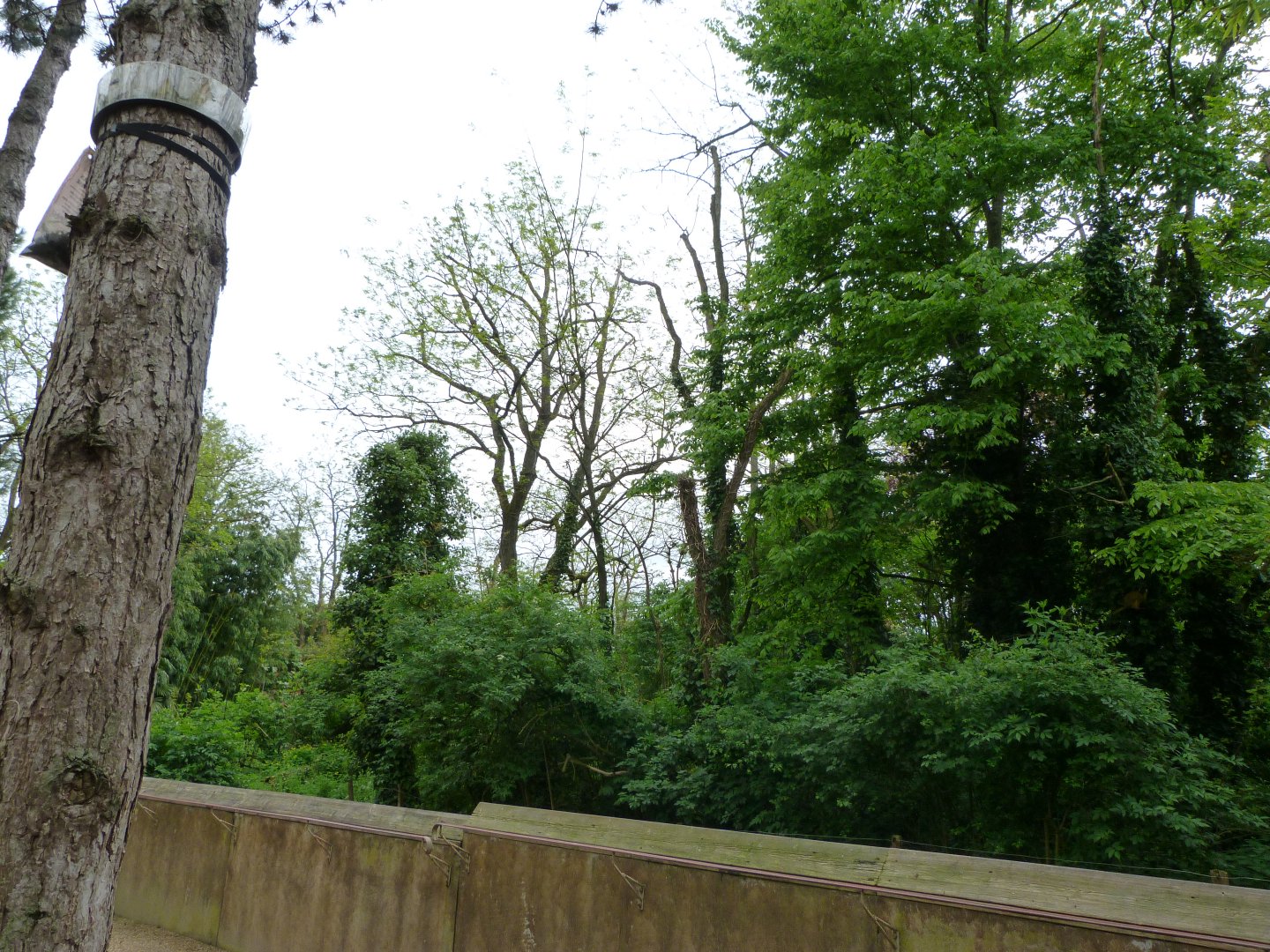 Spectacled bear and Bolivian squirrel monkey exhibit -Bioparc de Doué la Fontaine (2025)