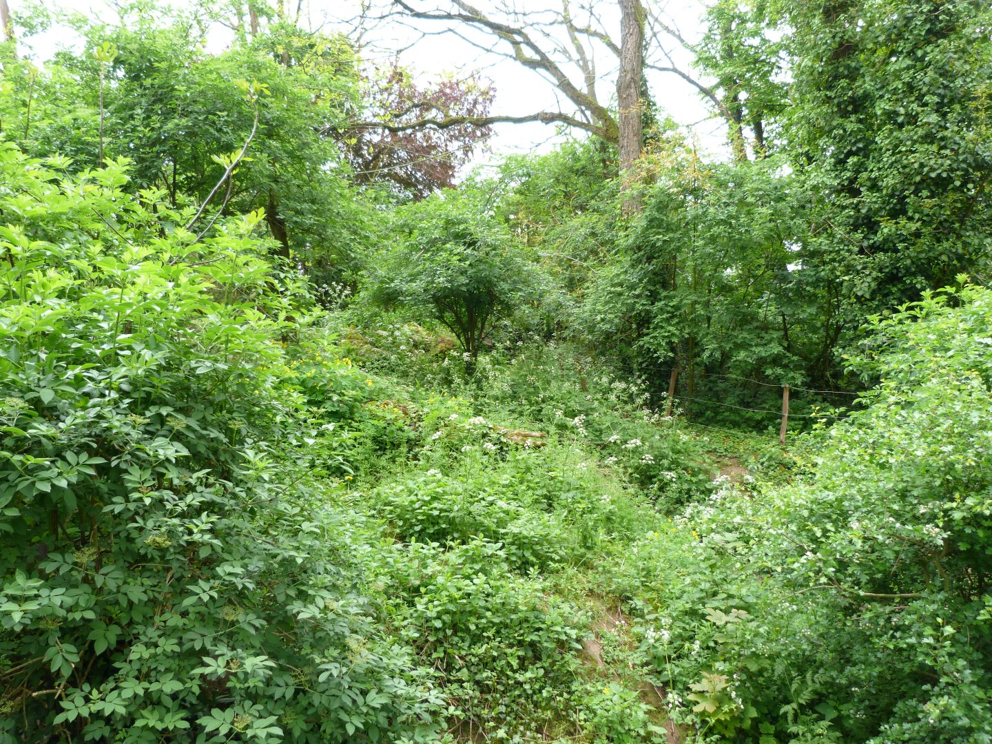 Spectacled bear and Bolivian squirrel monkey exhibit -Bioparc de Doué la Fontaine (2025)