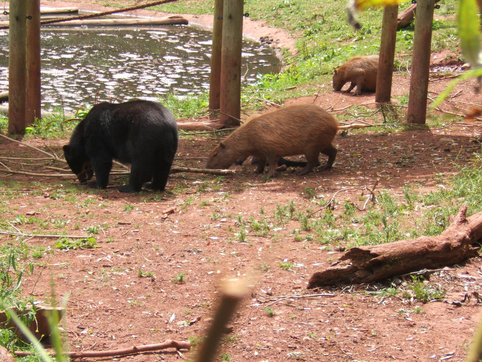 Spectacled Bear and Capybara