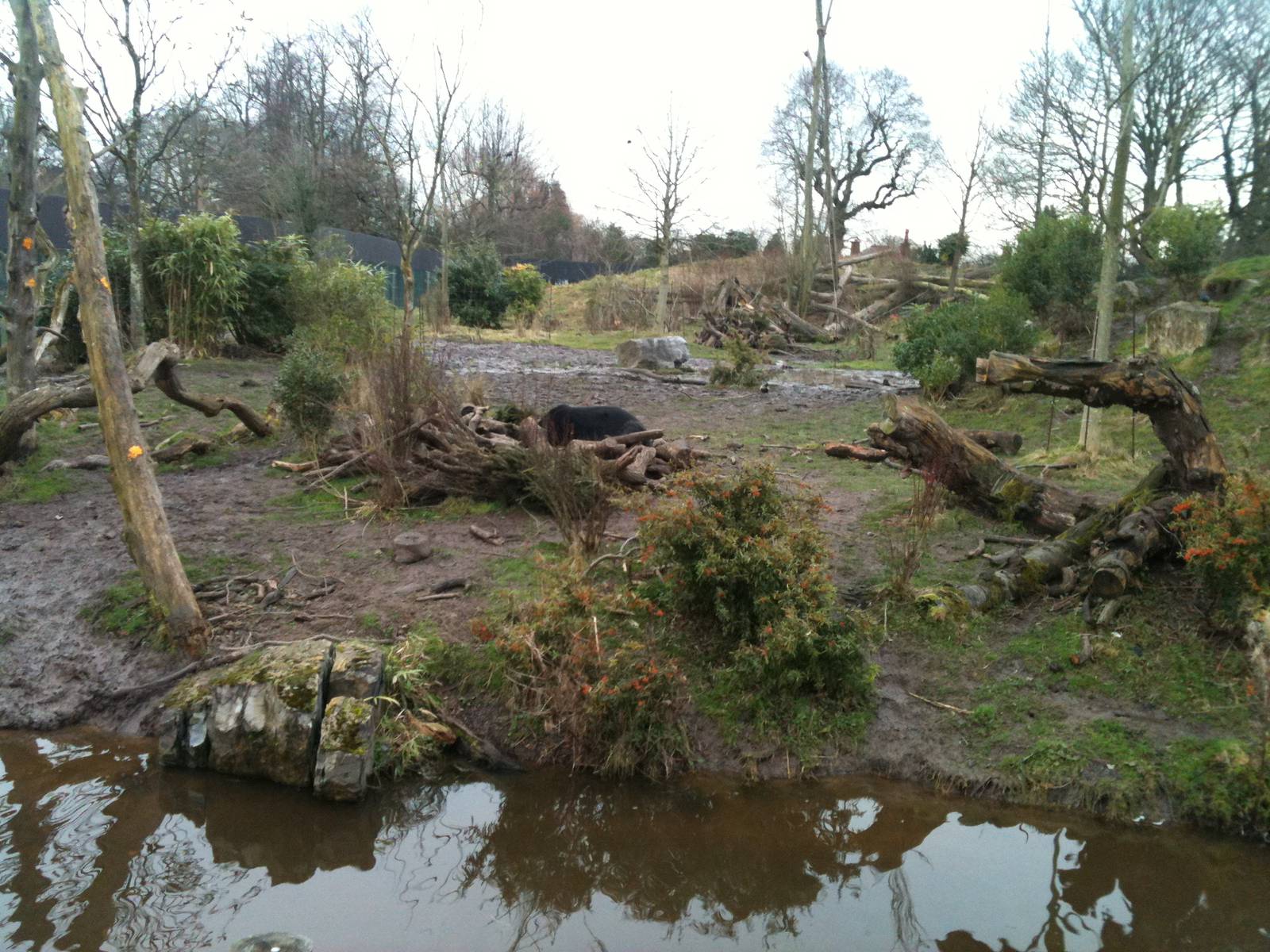 Spectacled Bear and Coati Exhibit - 16/02/2011