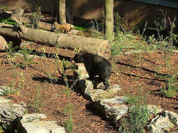 Spectacled bear and Coati.
