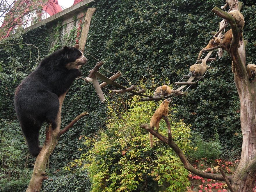 Spectacled Bear and Coatis
