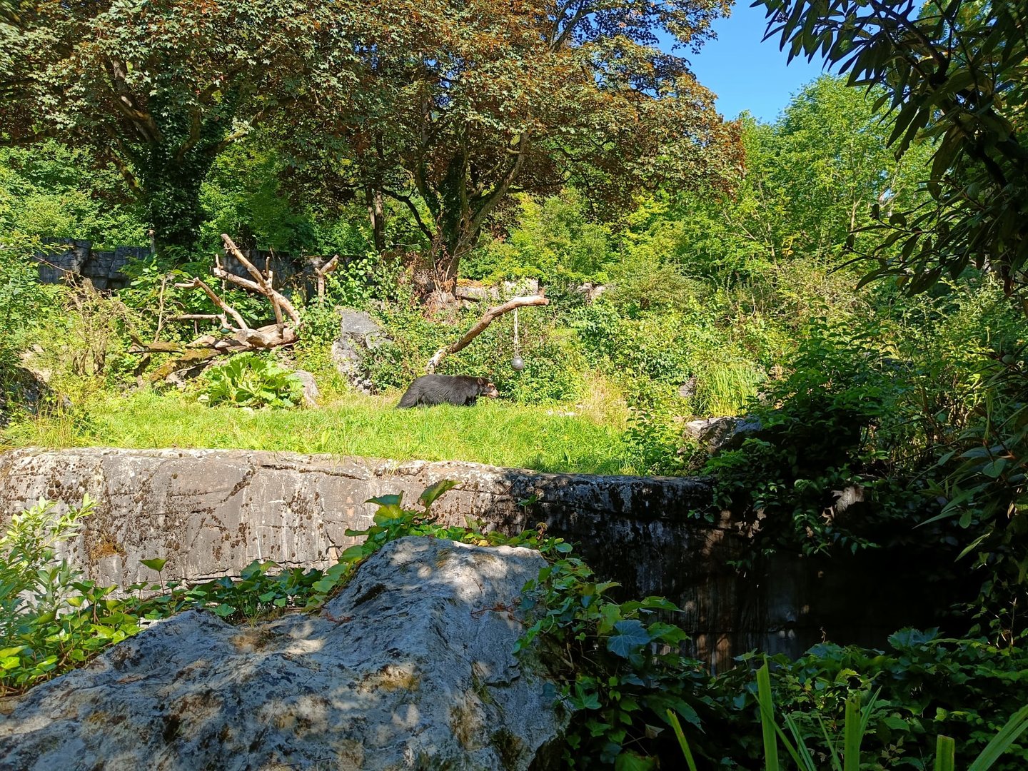 Spectacled Bear and South American Coati enclosure