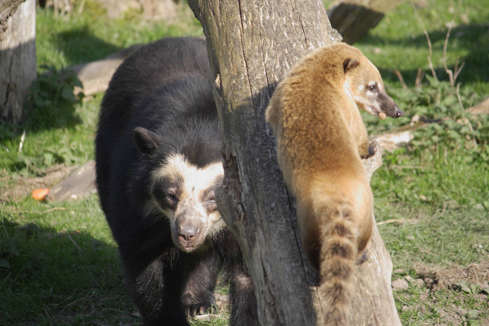 Spectacled bear and South American coati