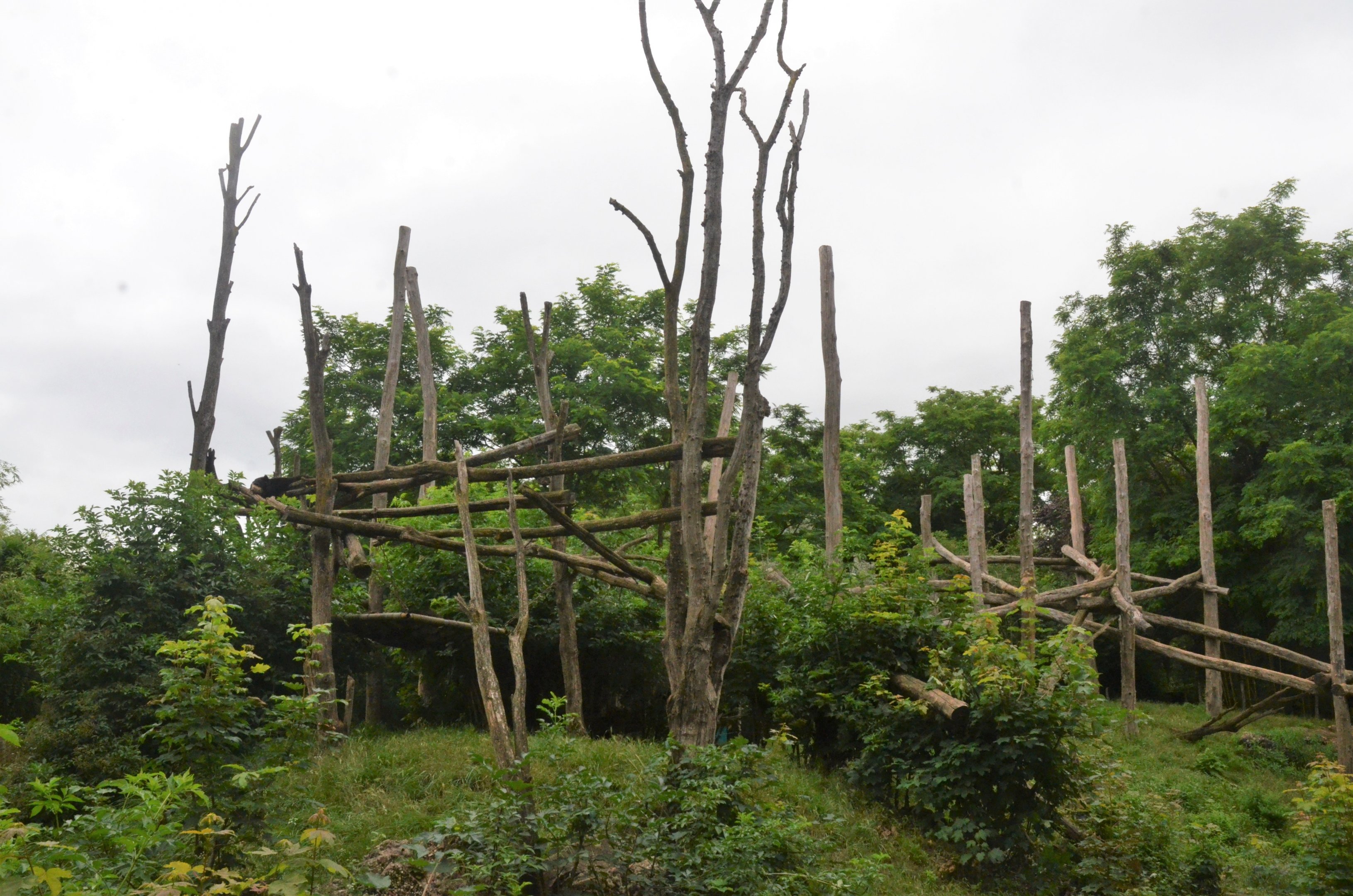 Spectacled Bear and Squirrel Monkey Enclosure at Doué-la-Fontaine, 15/06/18