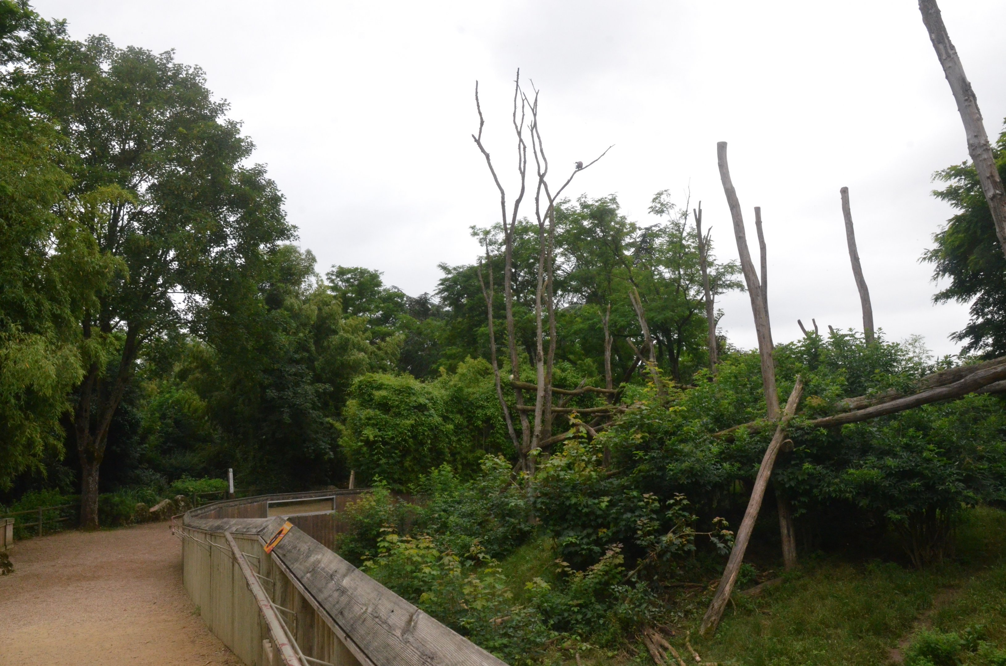 Spectacled Bear and Squirrel Monkey Enclosure at Doué-la-Fontaine, 15/06/18