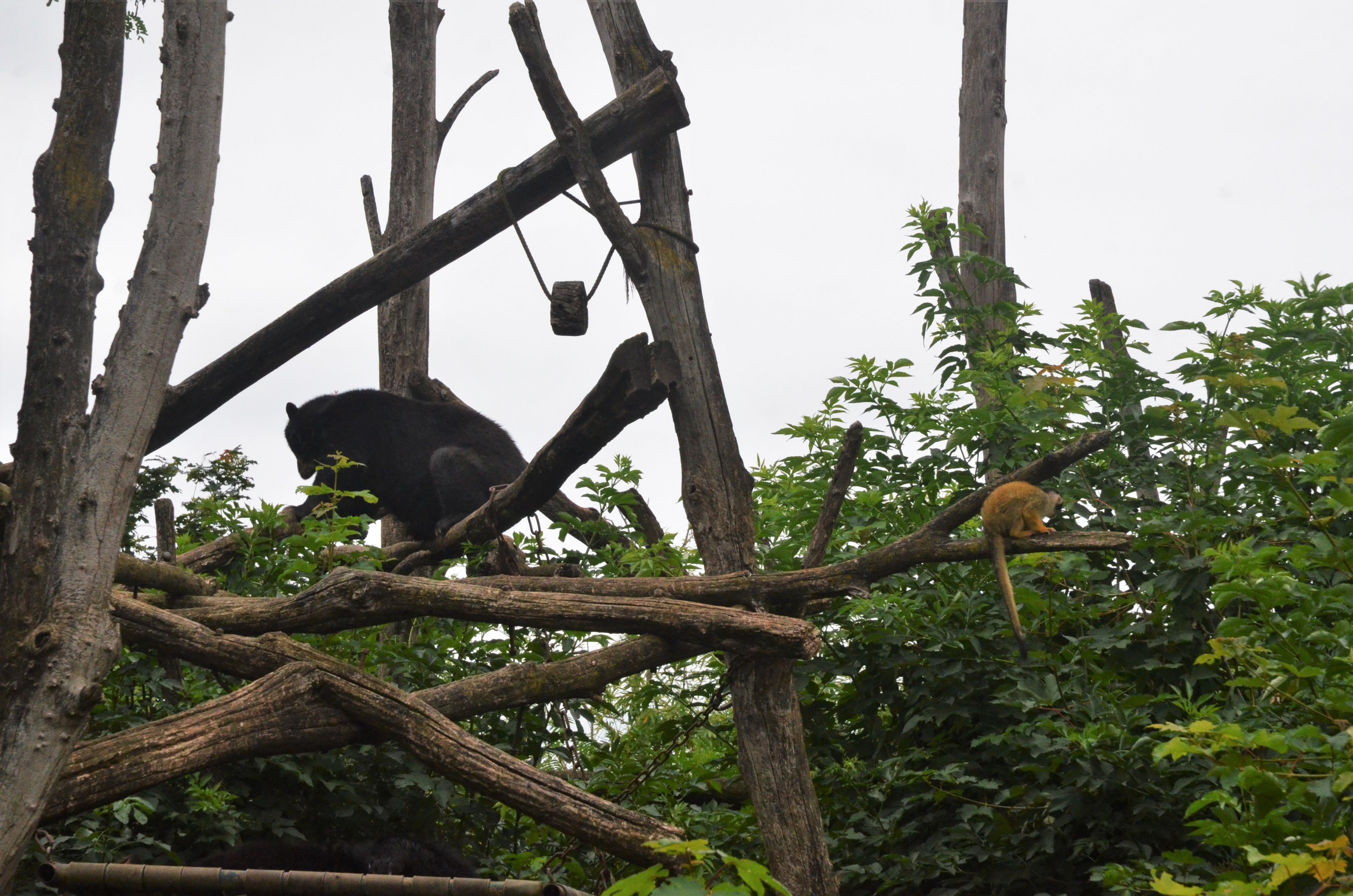 Spectacled Bear and Squirrel Monkey Enclosure at Doué-la-Fontaine, 15/06/18