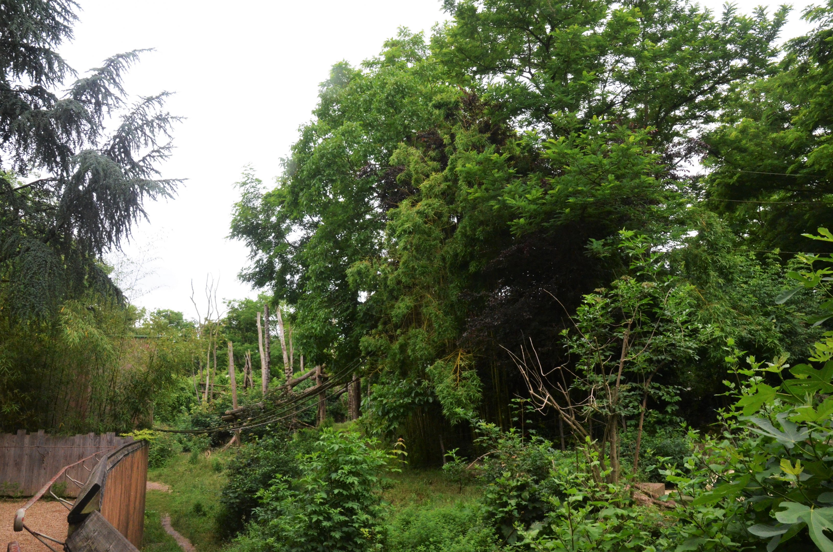 Spectacled Bear and Squirrel Monkey Enclosure at Doué-la-Fontaine, 15/06/18