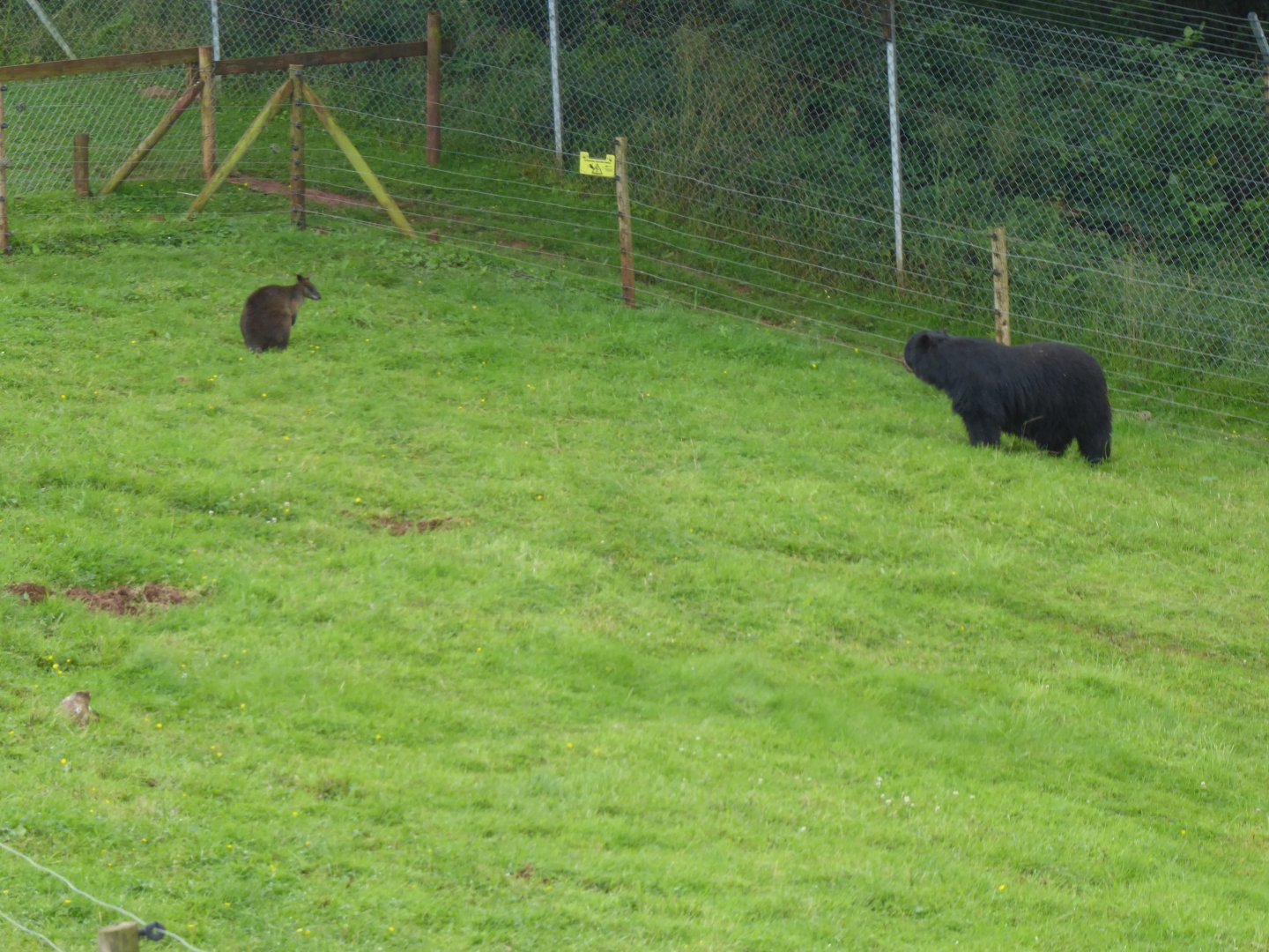 Spectacled bear and wallaby sp. 020817