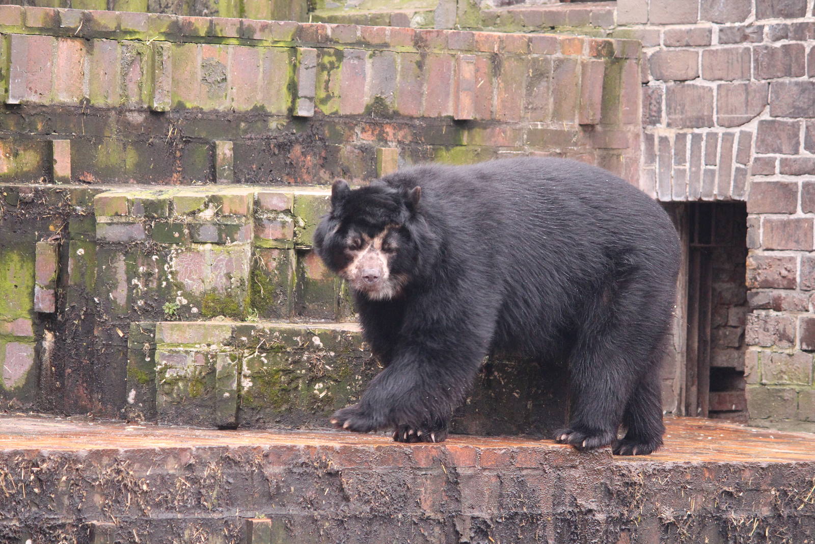 Spectacled bear, April 2013