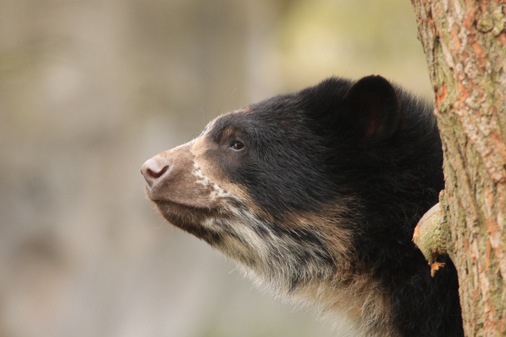 Spectacled bear (April 2019)