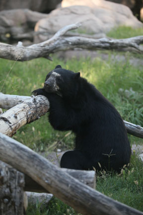 spectacled bear at 7:31am