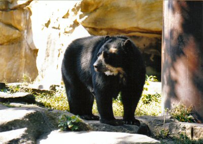 Spectacled Bear at Berlin Zoo