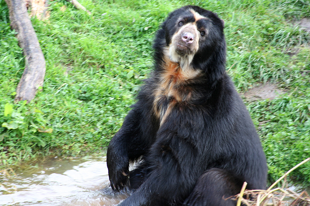 Spectacled Bear at Chester 11/09/2010