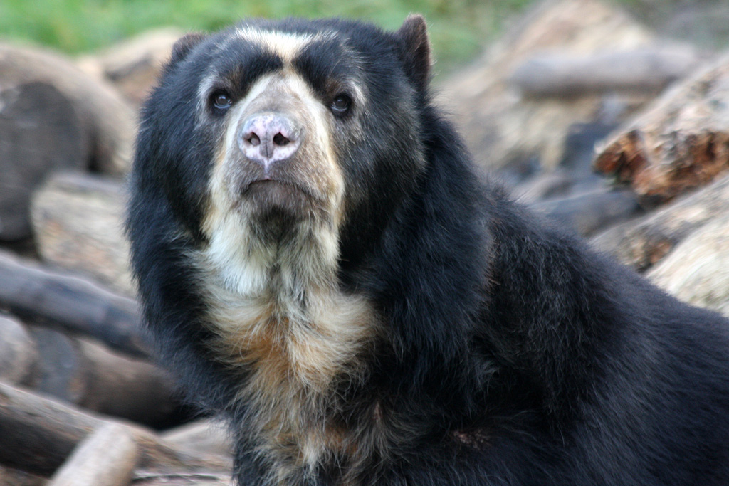 Spectacled Bear at Chester 13/11/11