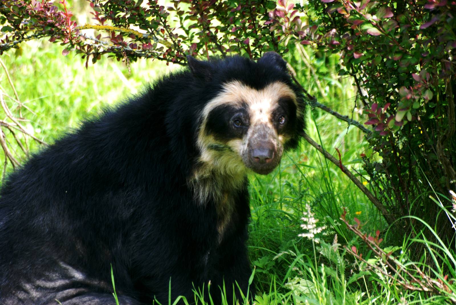 Spectacled Bear at Chester, 15/07/12