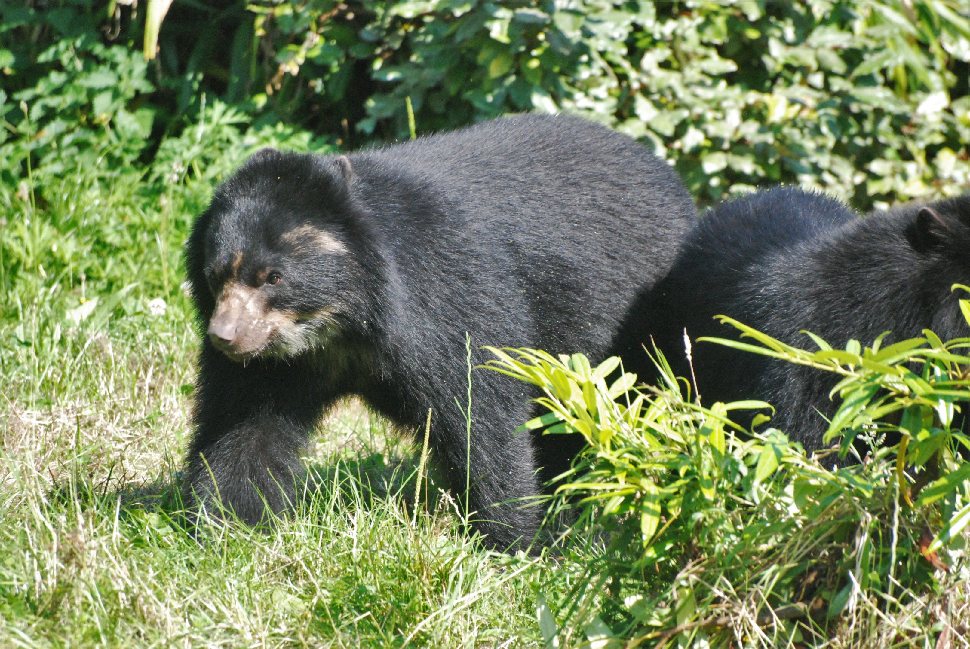 Spectacled Bear at Chester, 20th July 2021