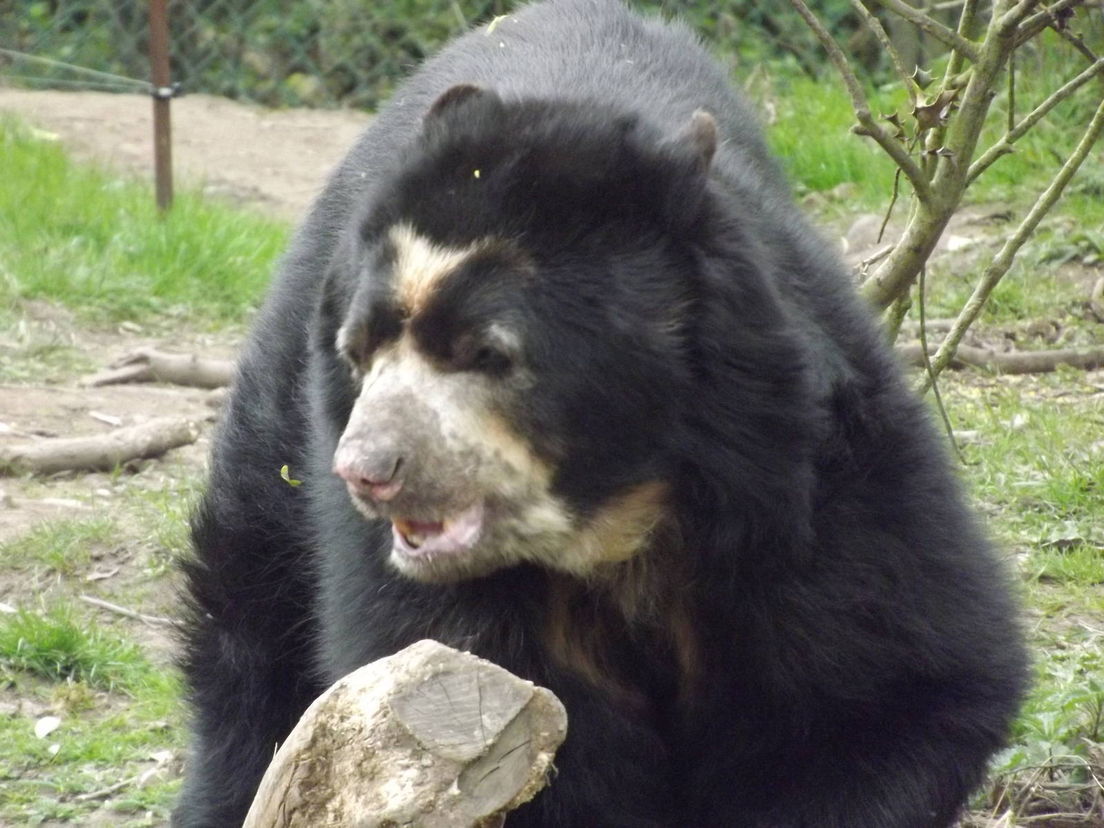 Spectacled Bear at Chester Zoo 31/03/12