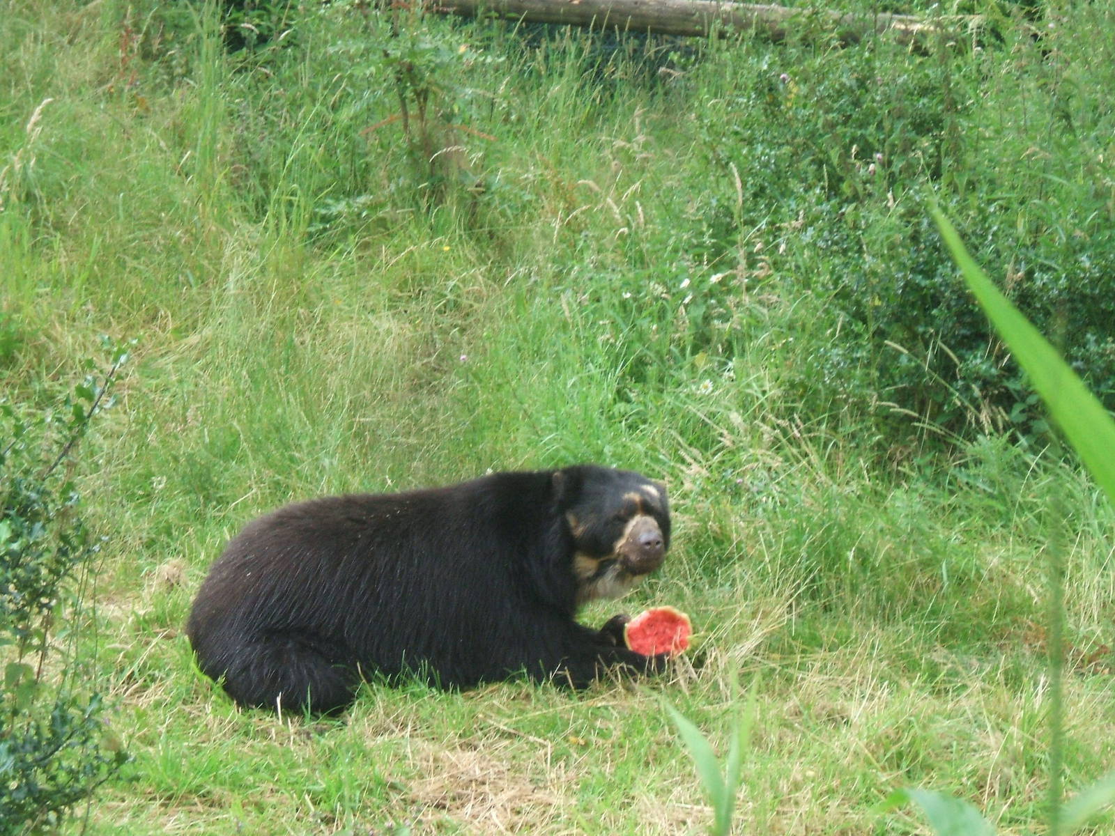 Spectacled Bear at Chester Zoo