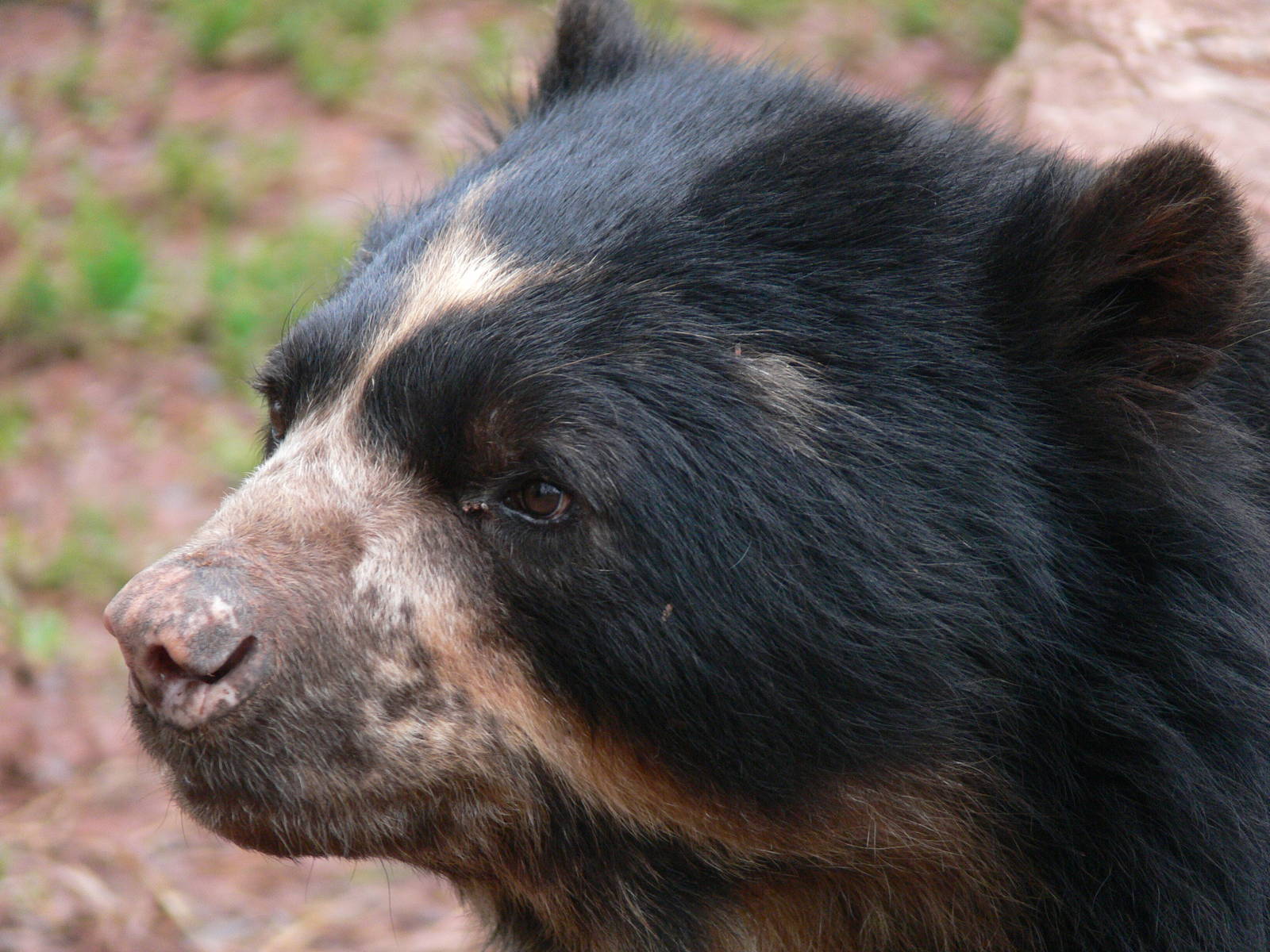 Spectacled Bear at South Lakes WAP, 24/11/12