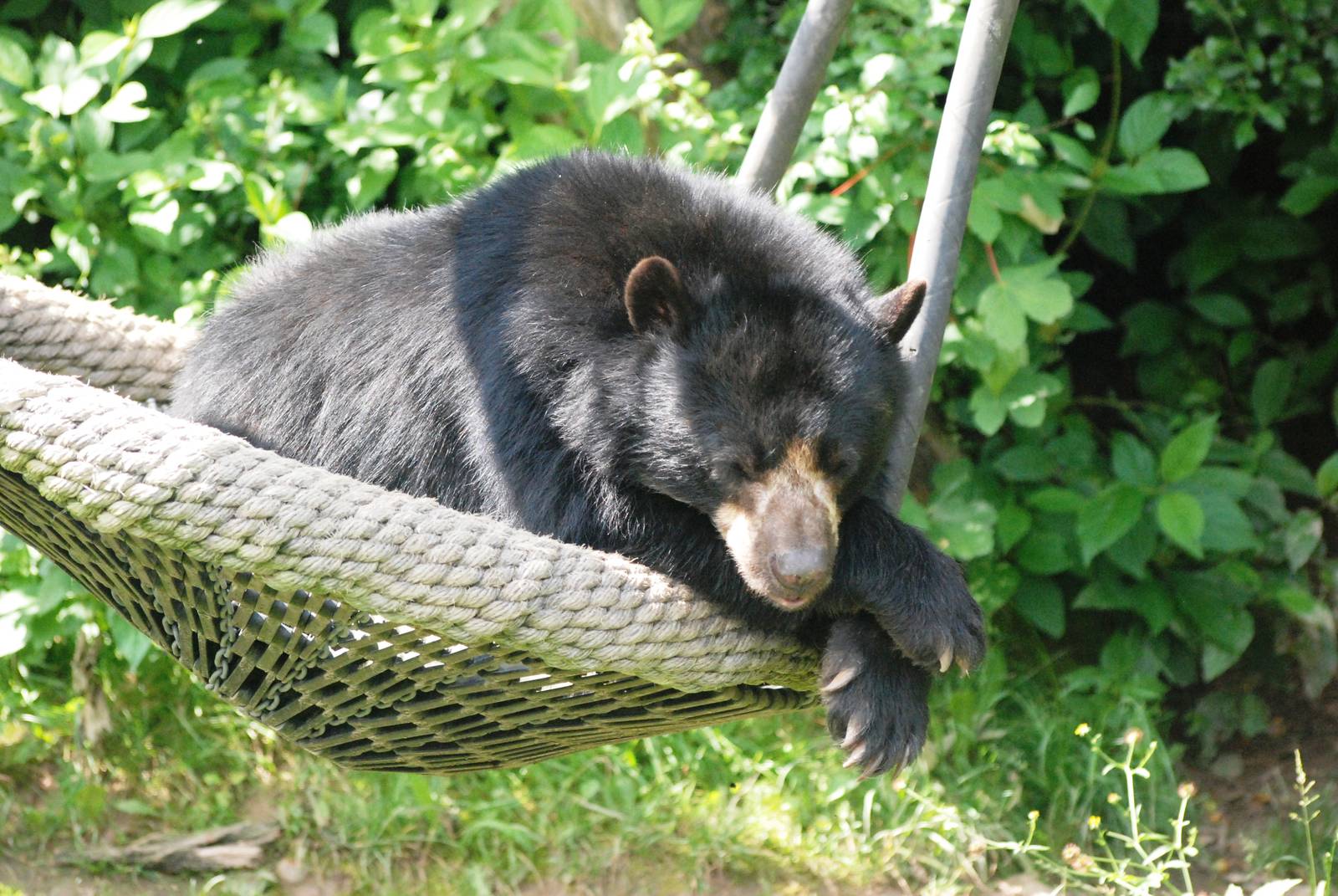 Spectacled Bear at Vienna, 16/06/13