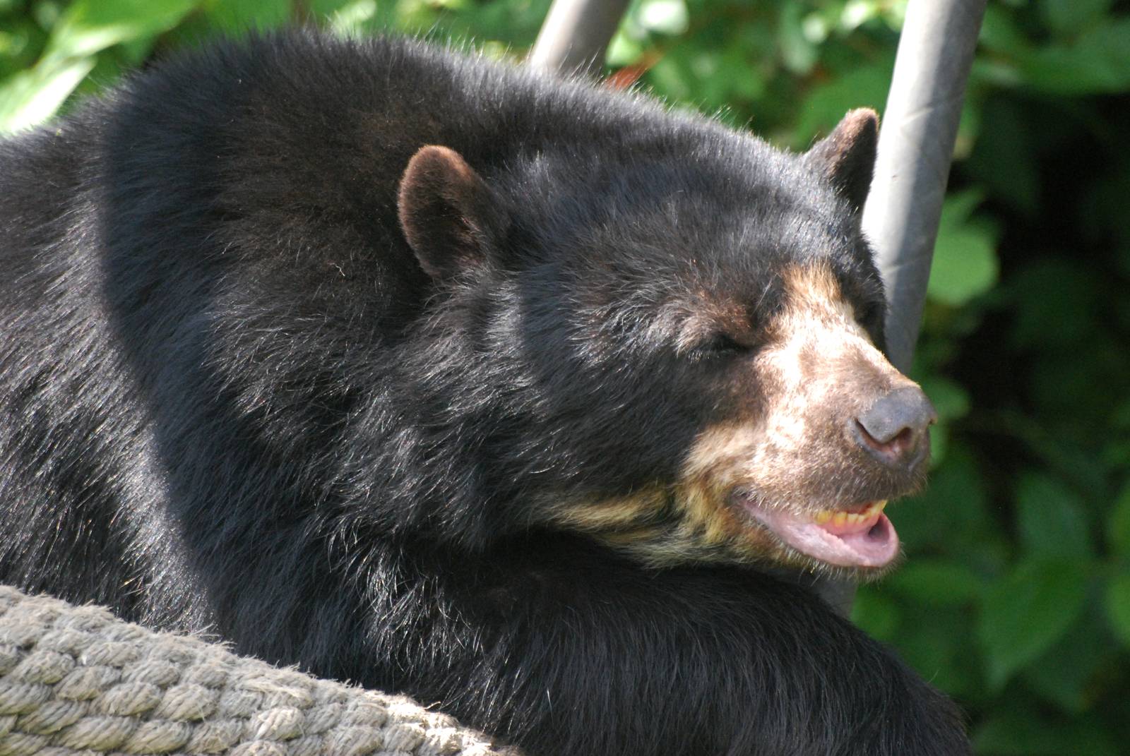 Spectacled Bear at Vienna, 16/06/13