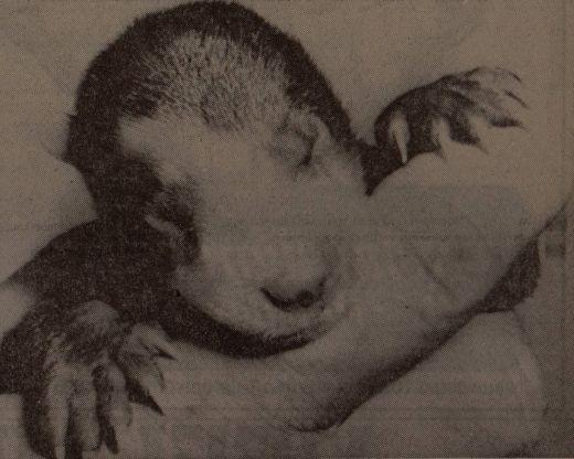 Spectacled bear baby