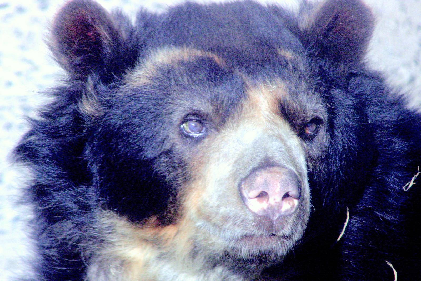 Spectacled bear; Belfast; 18th April 2015