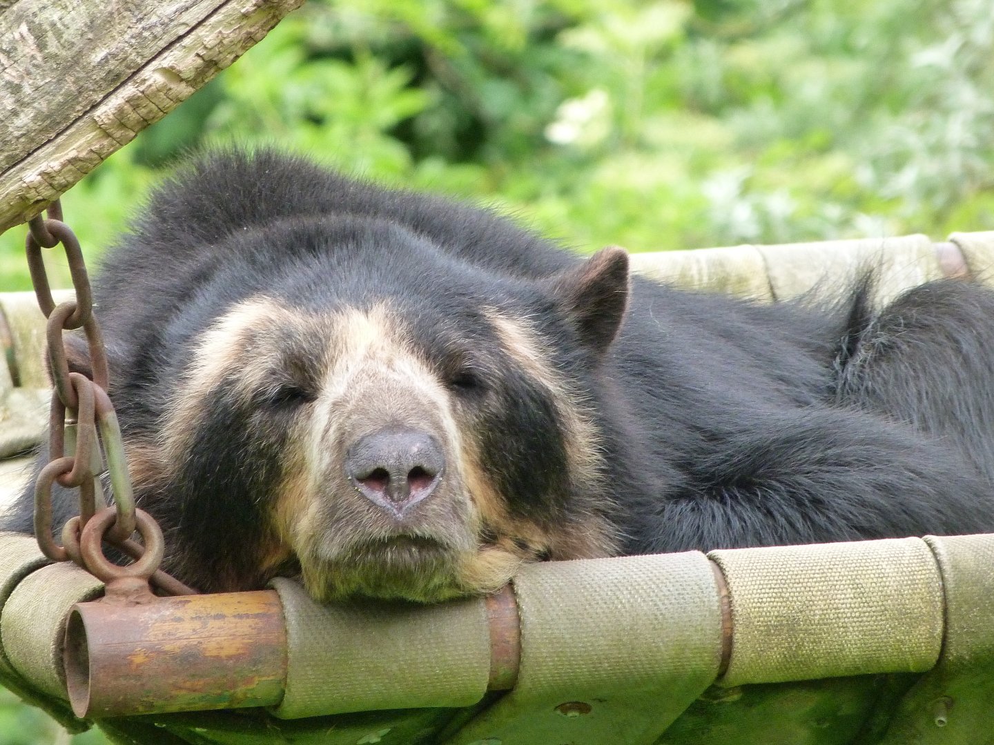 Spectacled bear -Bioparc de Doué la Fontaine (2025)