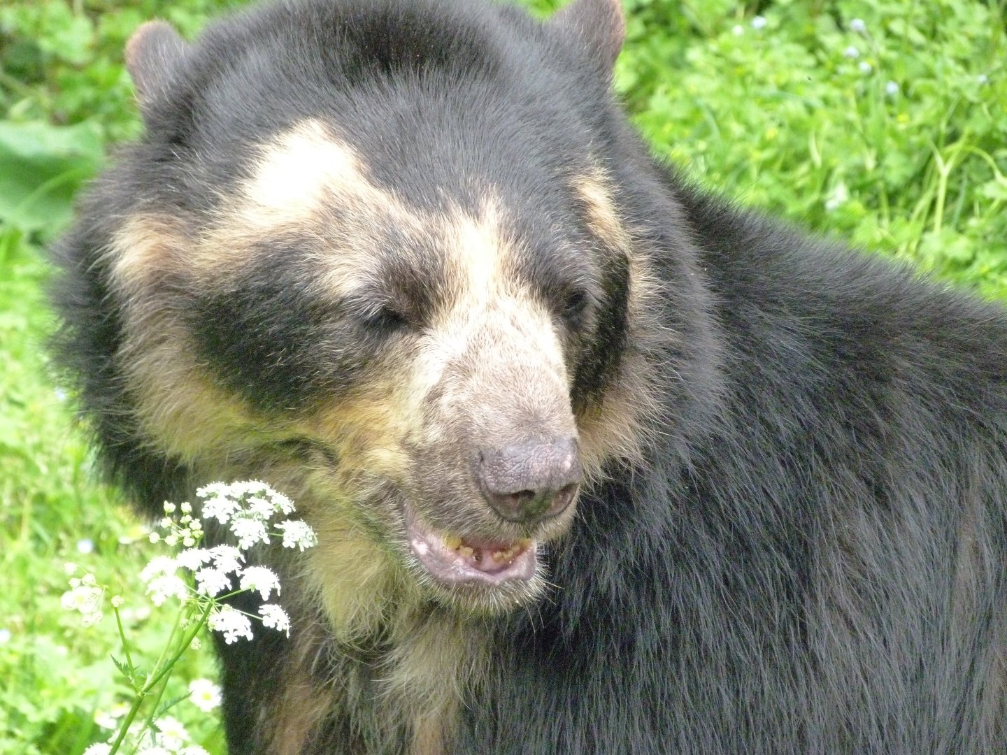 Spectacled bear -Bioparc de Doué la Fontaine (2025)