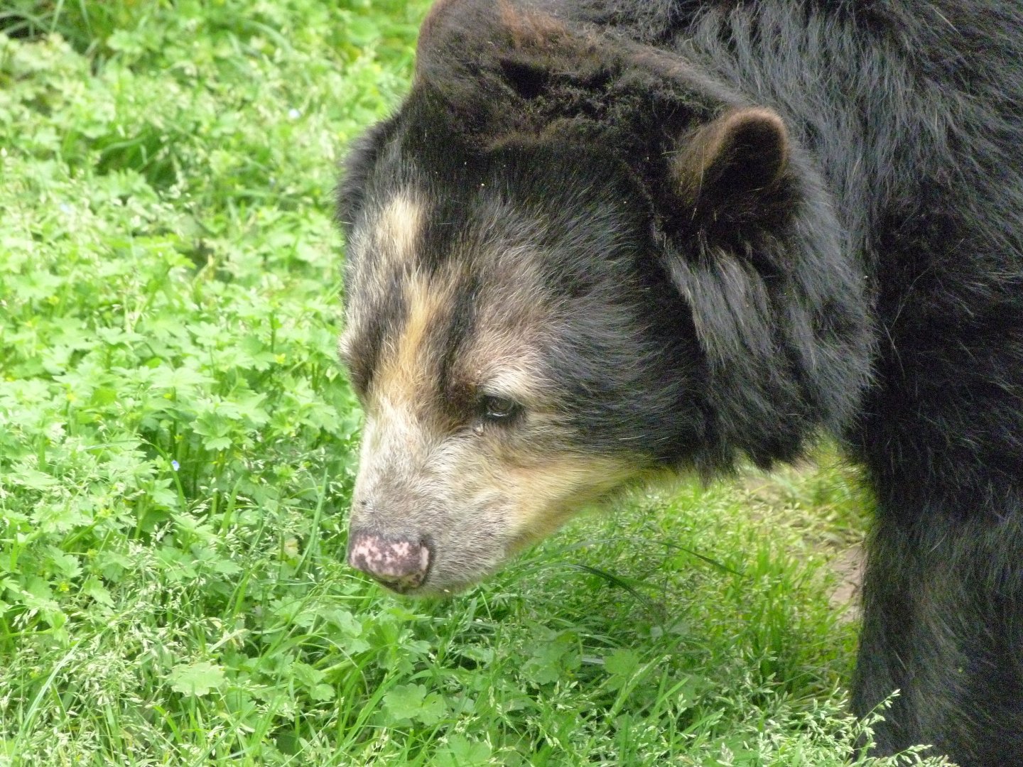 Spectacled bear -Bioparc de Doué la Fontaine (2025)