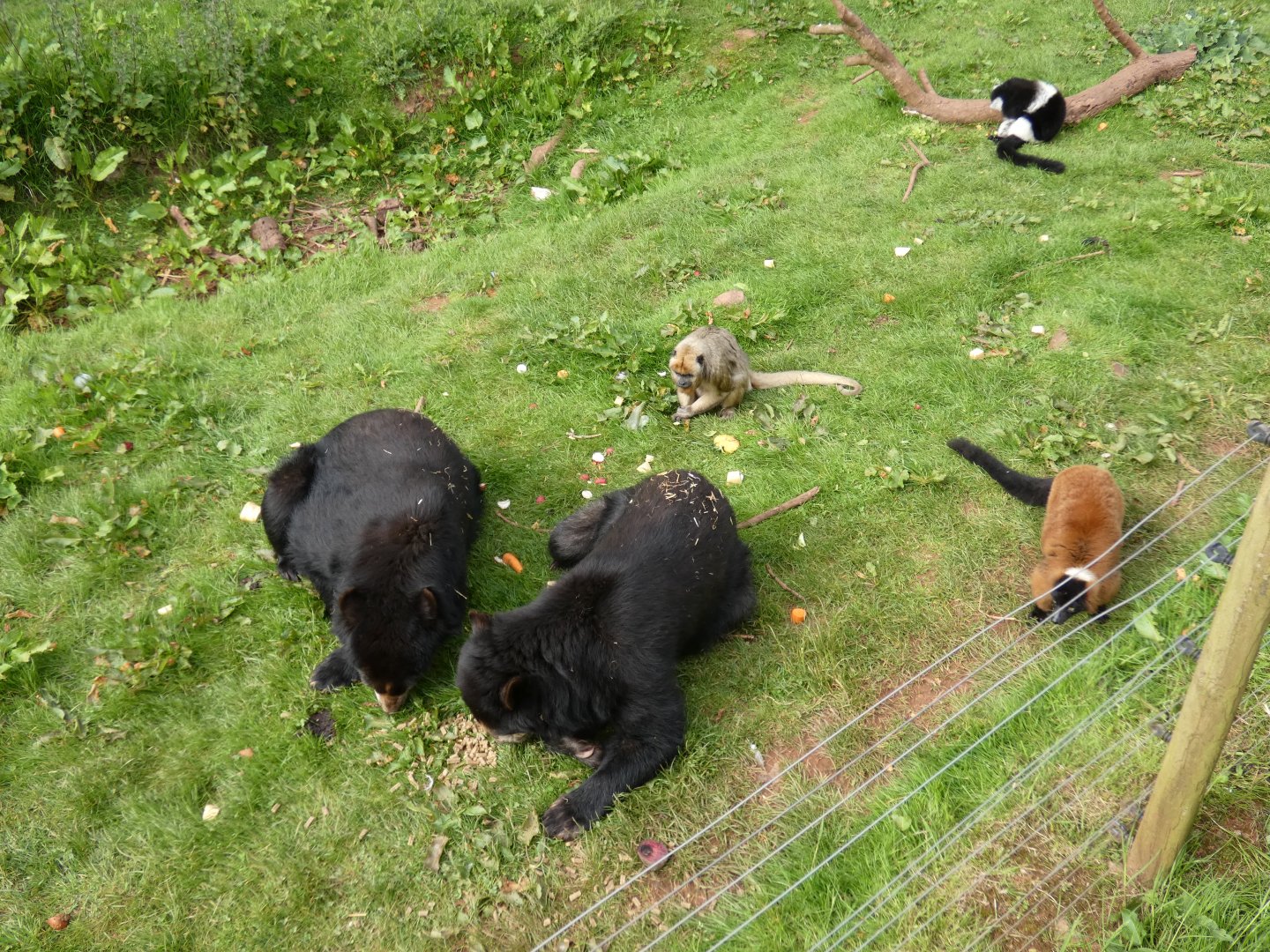 Spectacled bear, Black-and-gold howler monkey and ruffed lemur