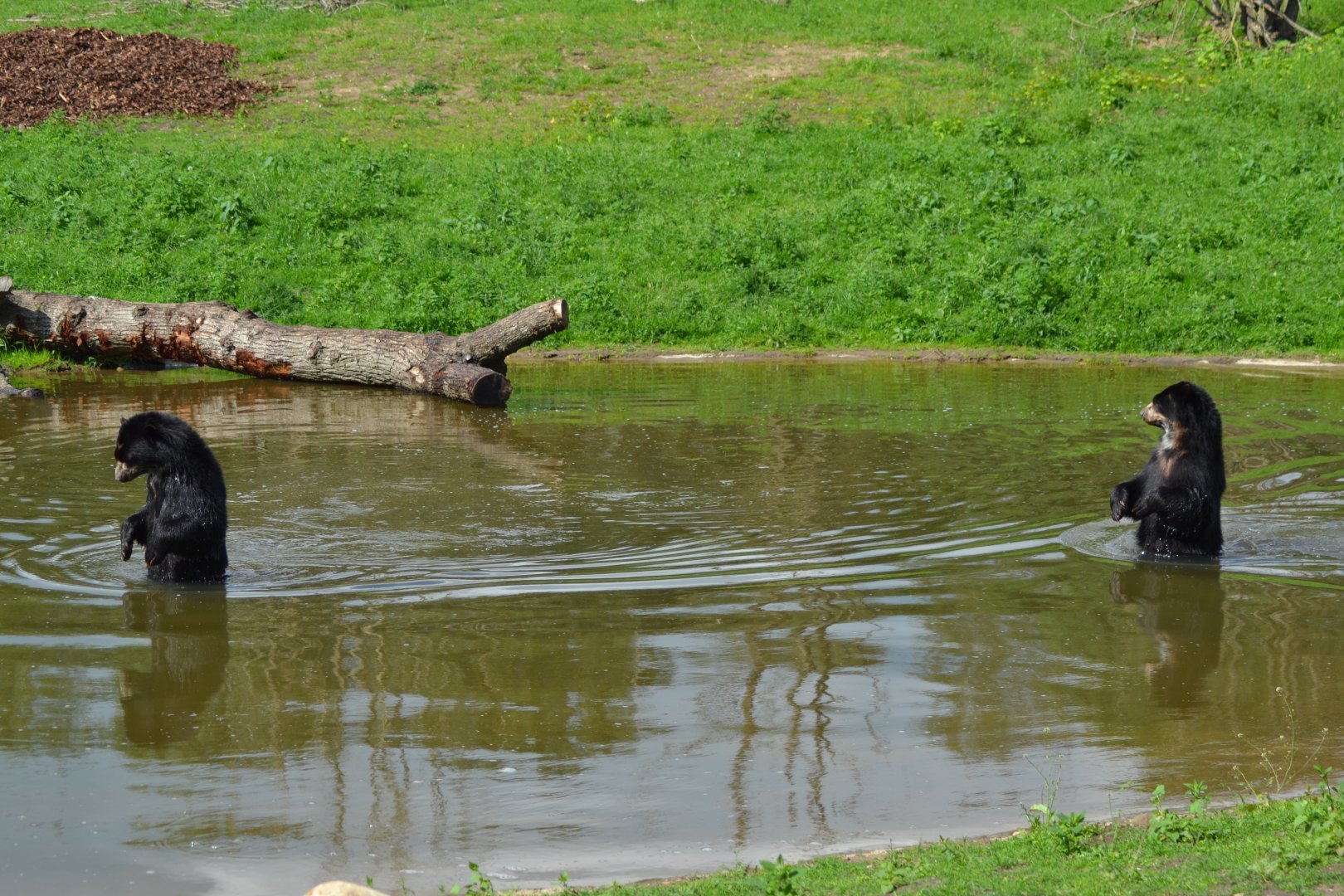 Spectacled bear brothers Sonco & Tupa in Givskud Zoo