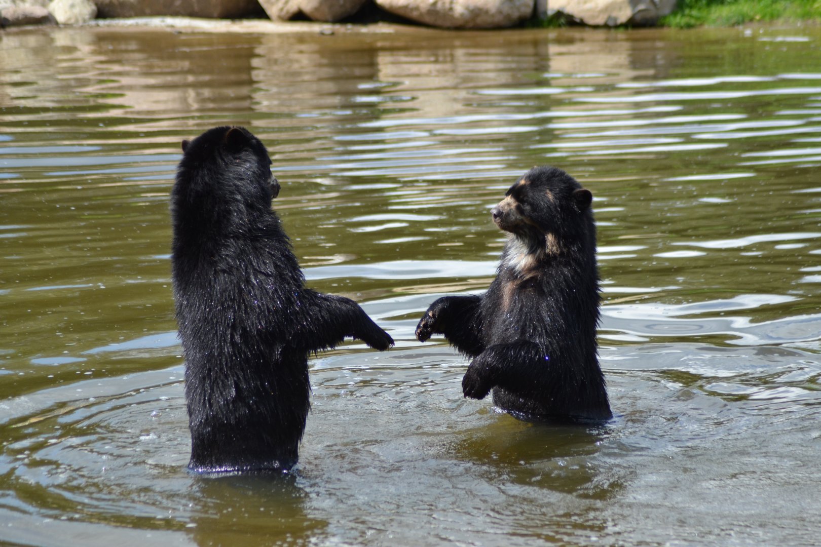 Spectacled bear brothers Sonco & Tupa in Givskud Zoo