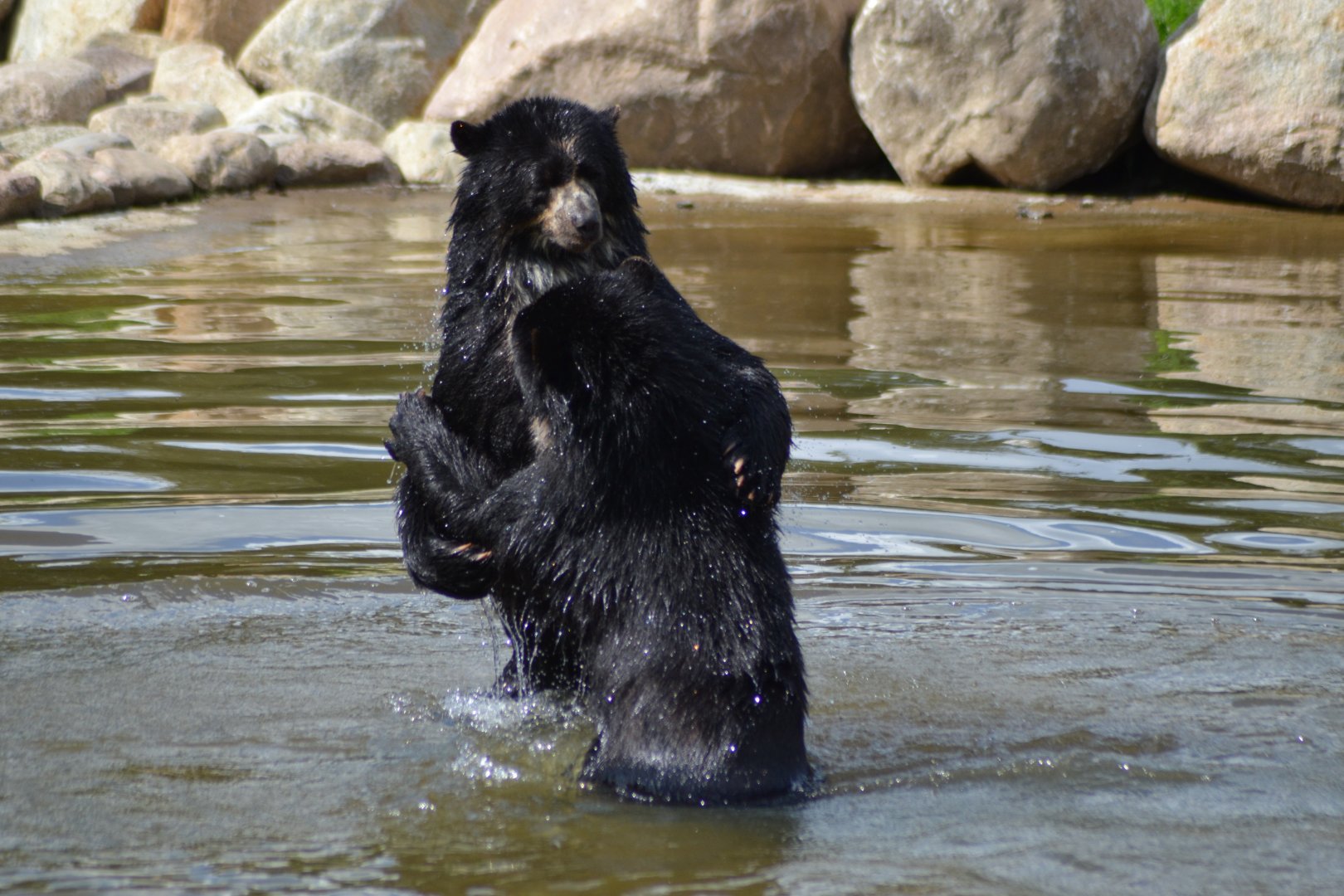 Spectacled bear brothers Sonco & Tupa in Givskud Zoo
