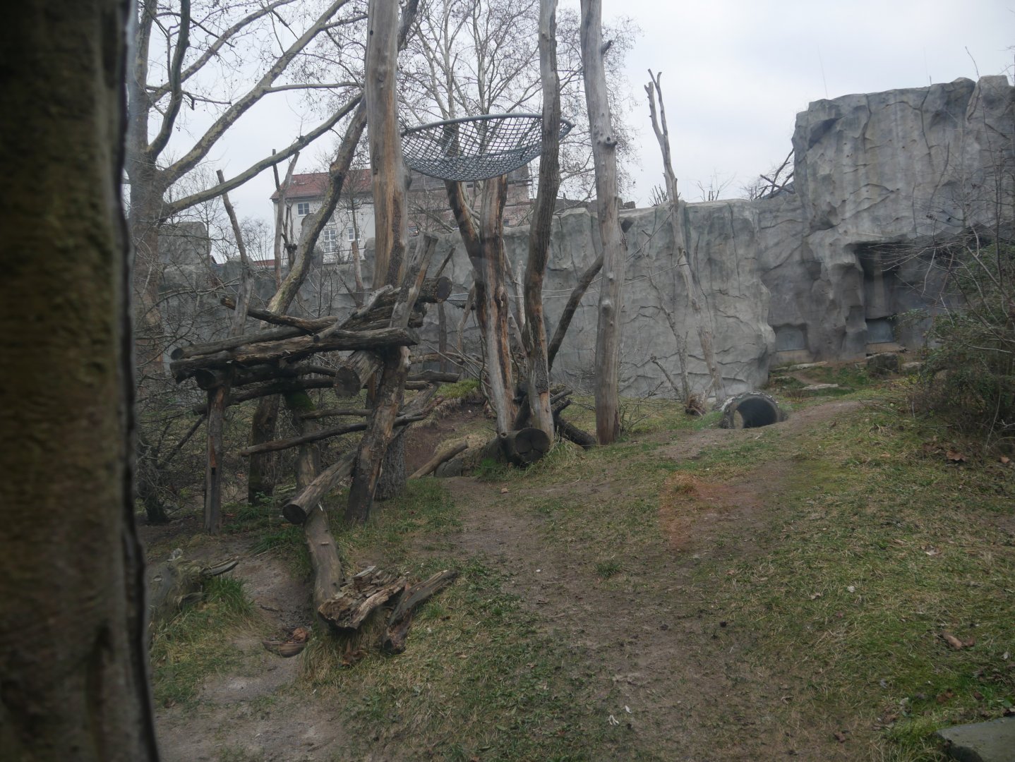 Spectacled bear & bush dog outdoor enclosure (January 2019)