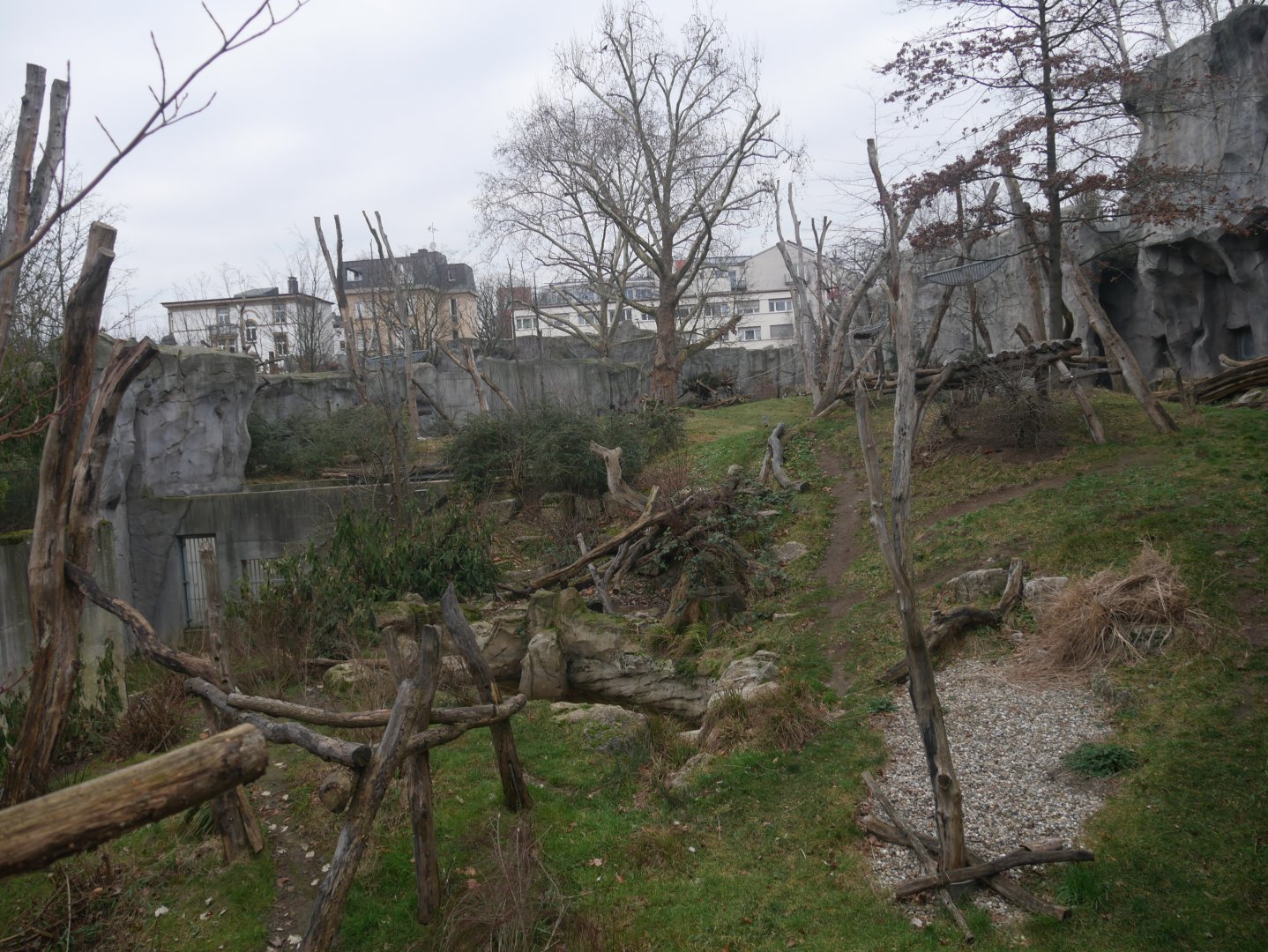 Spectacled bear & bush dog outdoor enclosure (January 2019)