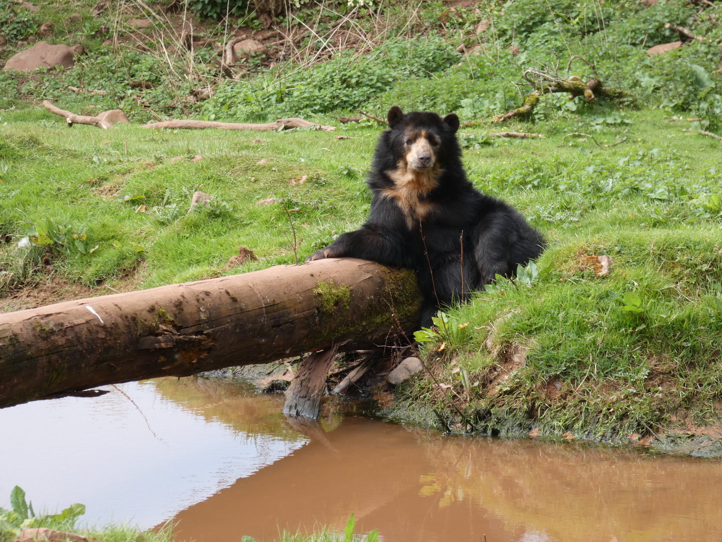Spectacled bear by water