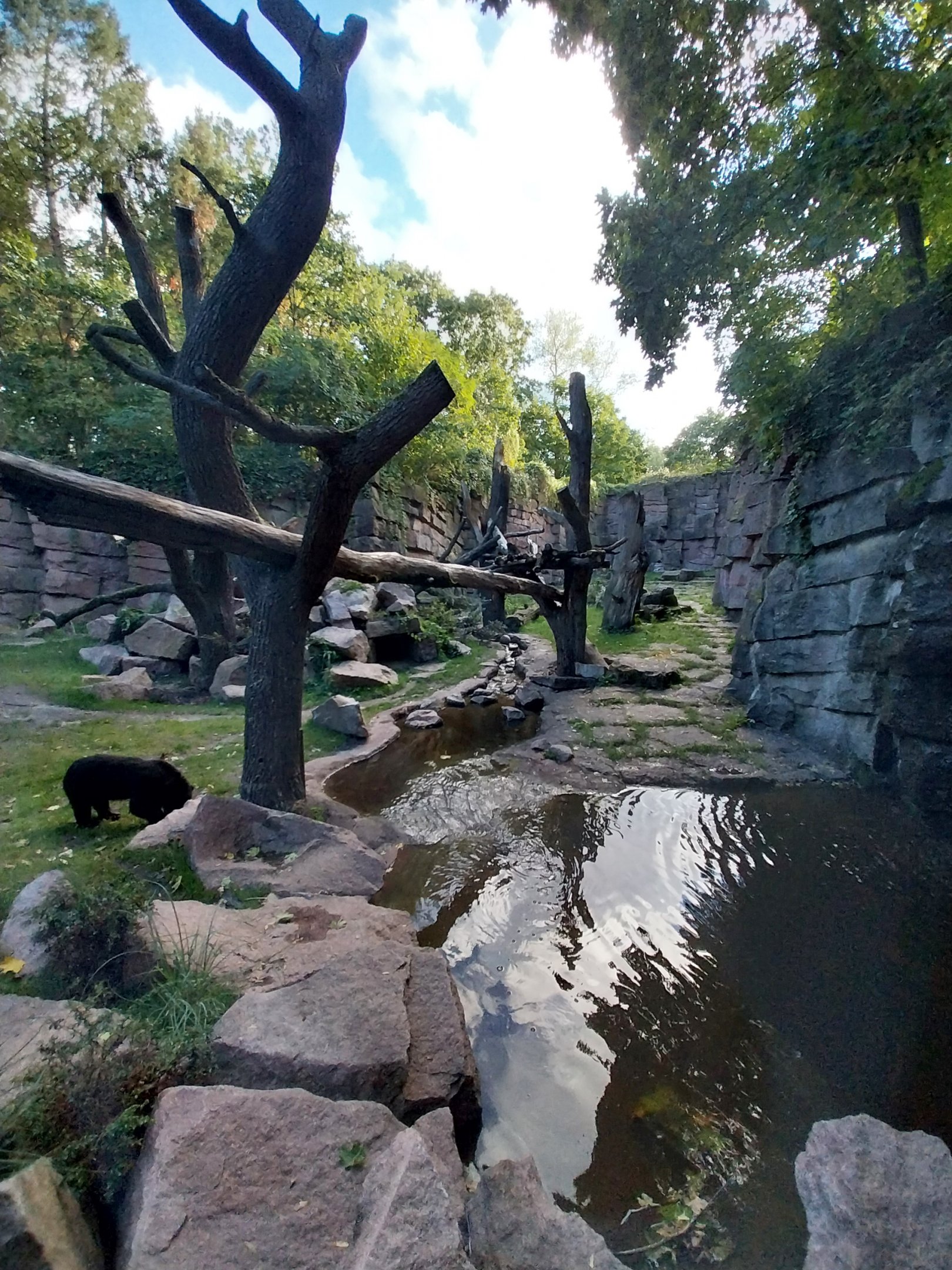 Spectacled Bear Canyon (Tremarctos ornatus) and Bush dog (Speothos venaticus)