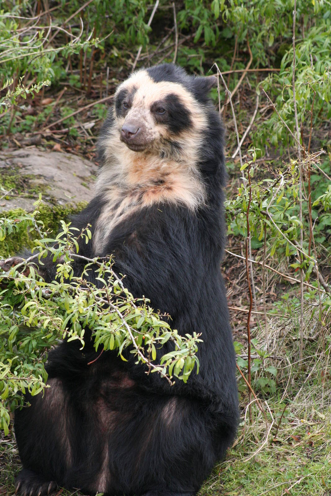 Spectacled Bear @ Chester; 02.04.2015