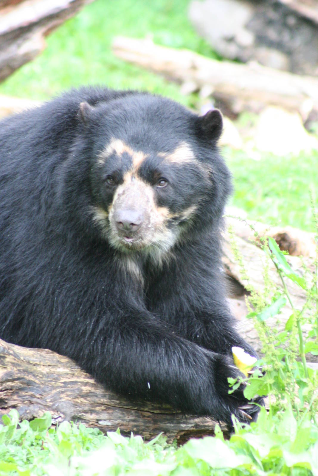 Spectacled Bear @ Chester; 18.09.2015