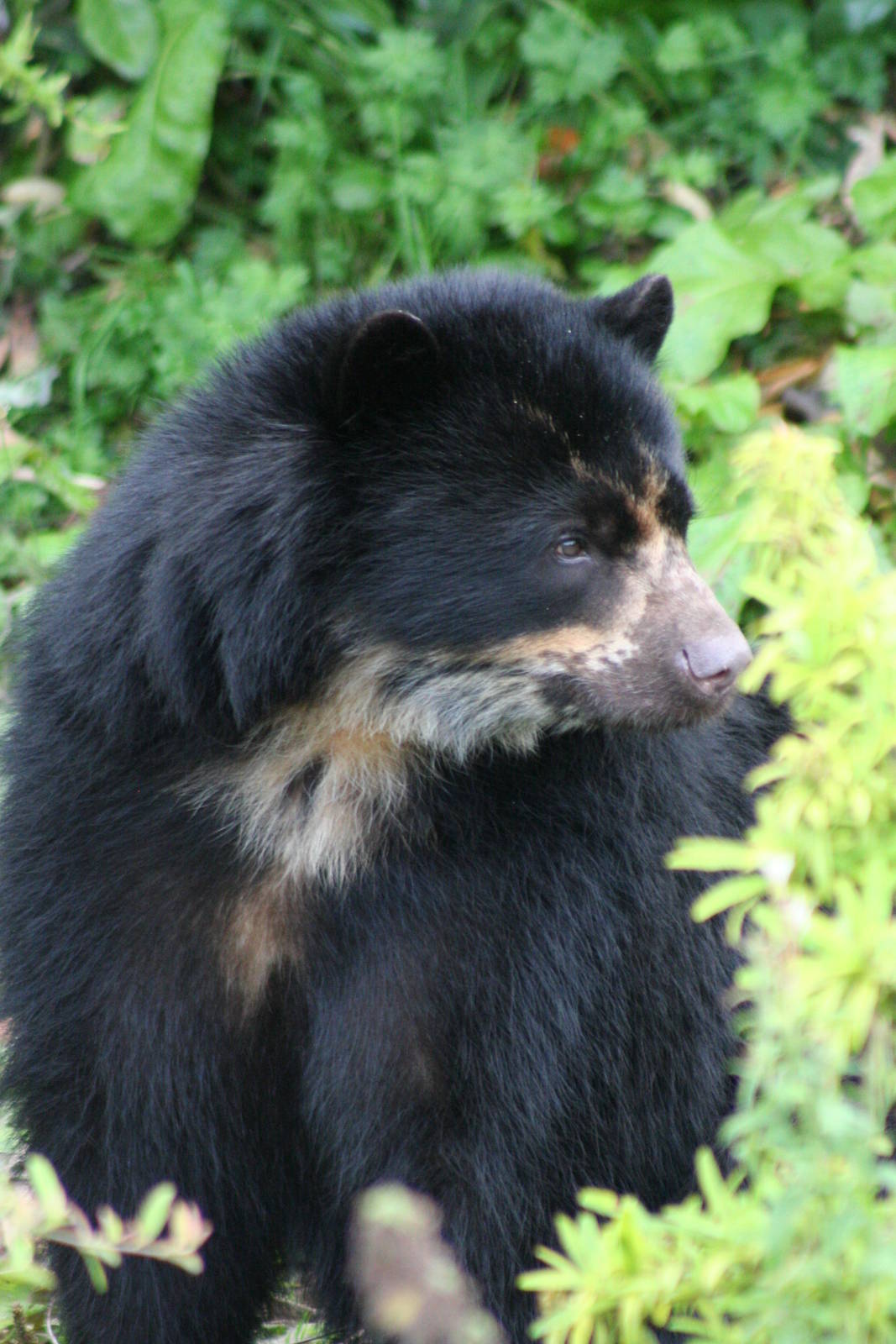 Spectacled Bear @ Chester; 18.09.2015