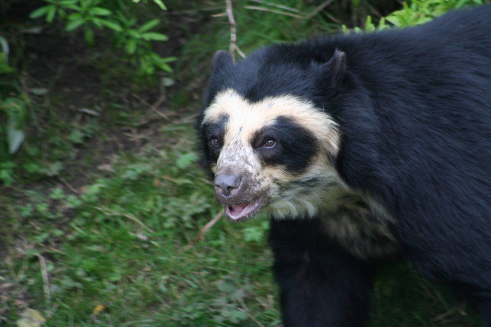 Spectacled Bear @ Chester; 22.09.2010