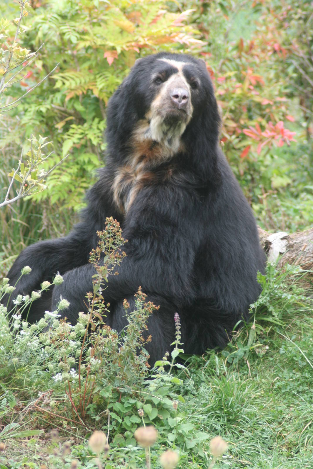 Spectacled bear; Chester Zoo; 2nd October 2009
